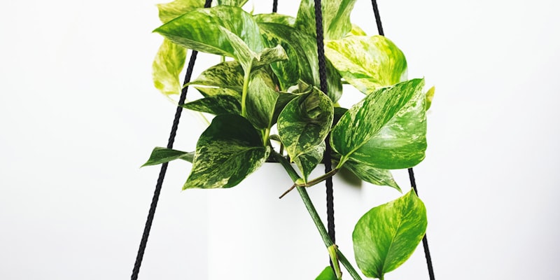 摩洛哥队创造历史闯入世界杯四强后全队欢呼